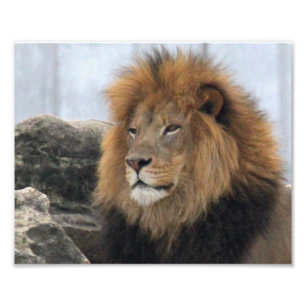 Wildlife Lion Photo Print