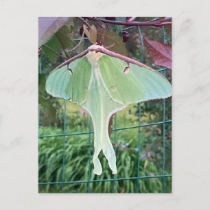 Wildlife Luna American Moon Moth Huge Nature Silk Holiday Postcard