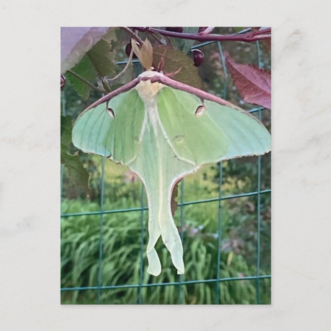 Wildlife Luna American Moon Moth Huge Nature Silk Holiday Postcard (Front)