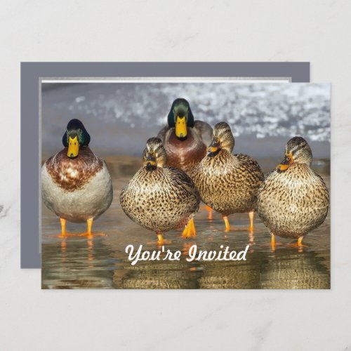 Wildlife Mallard Ducks Photo Birthday Invitation