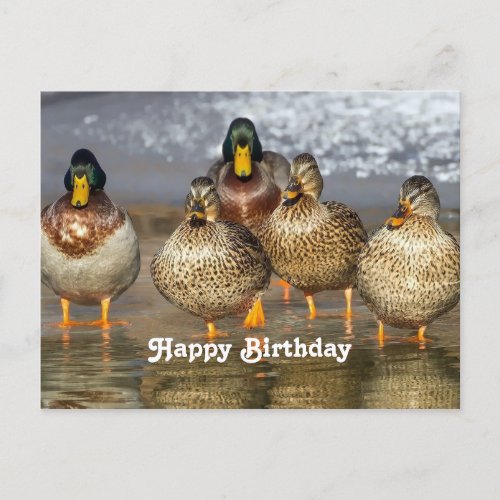 Wildlife Mallard Ducks Photo Birthday Postcard