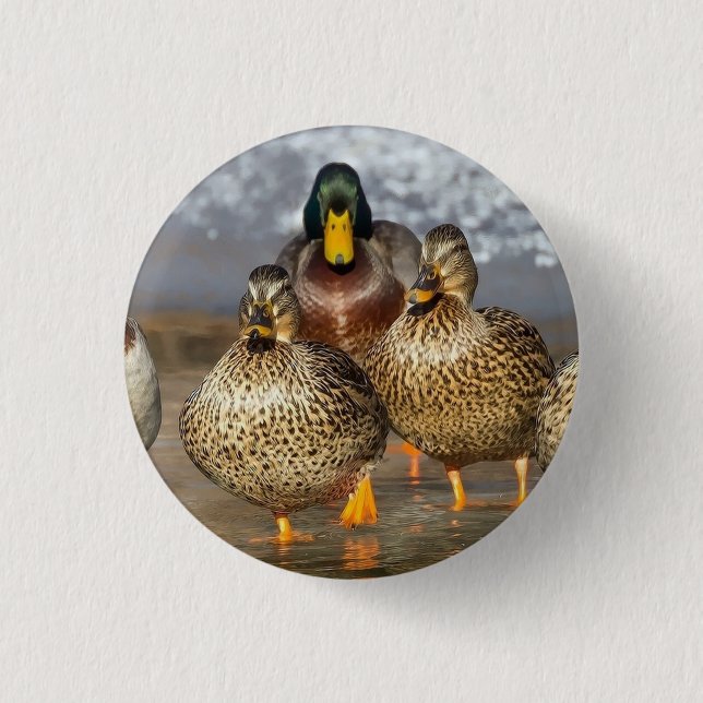Wildlife Mallard Ducks Photo Button (Front)