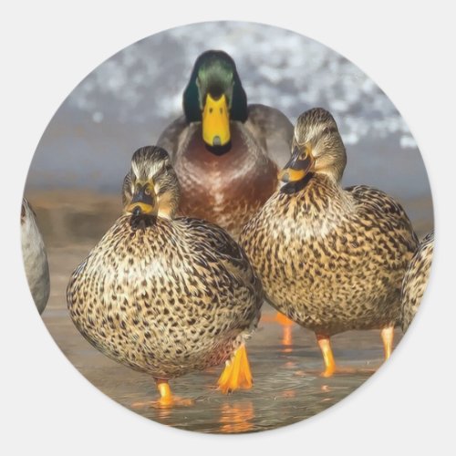 Wildlife Mallard Ducks Photo Classic Round Sticker