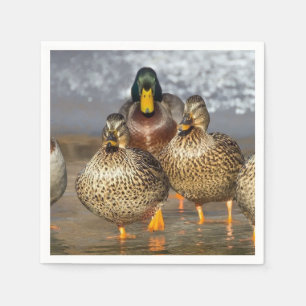 Wildlife Mallard Ducks Photo Napkins
