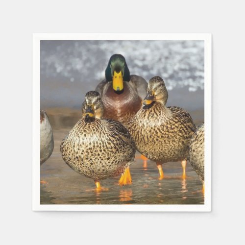 Wildlife Mallard Ducks Photo Napkins