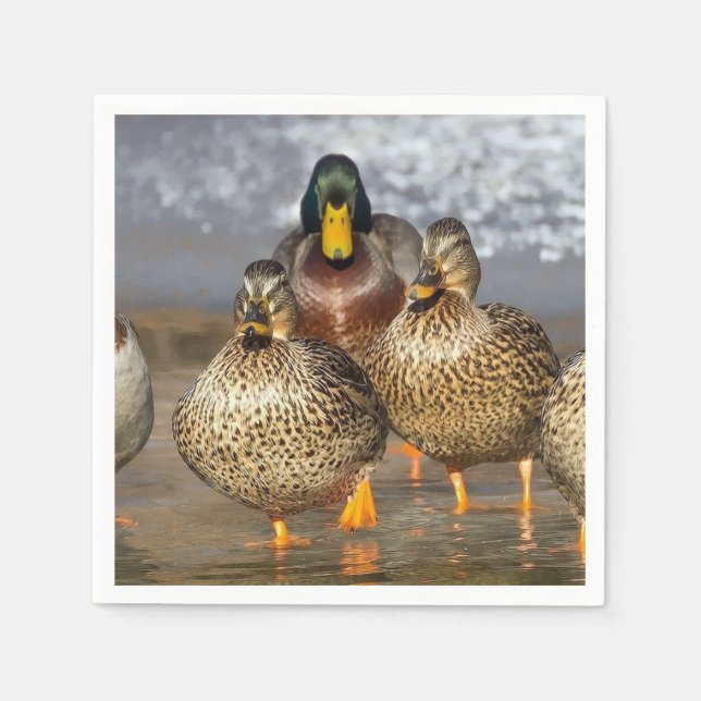 Wildlife Mallard Ducks Photo Napkins (Front)