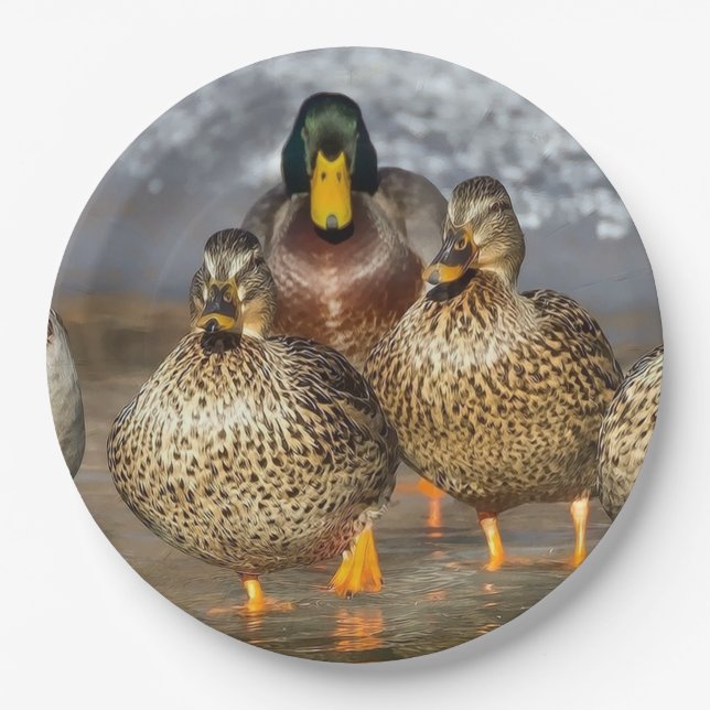 Wildlife Mallard Ducks Photo Paper Plates (Front)