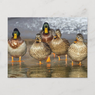 Wildlife Mallard Ducks Photo Postcard