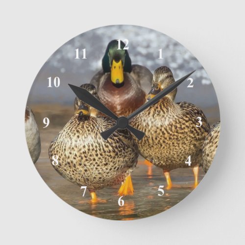 Wildlife Mallard Ducks Photo Round Clock