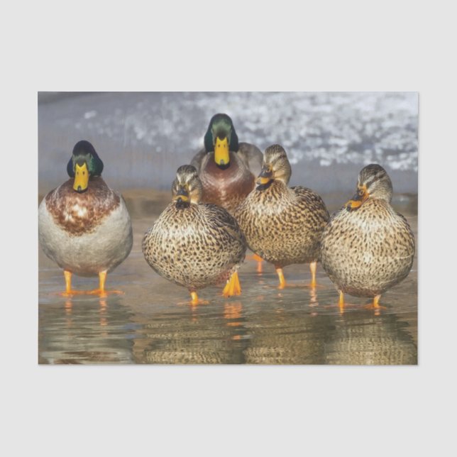 Wildlife Mallard Ducks Photo Tissue Paper (Front)