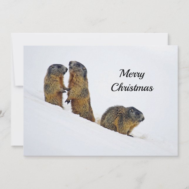 Wildlife Marmots Snow Photo Christmas Flat Holiday Card (Front)