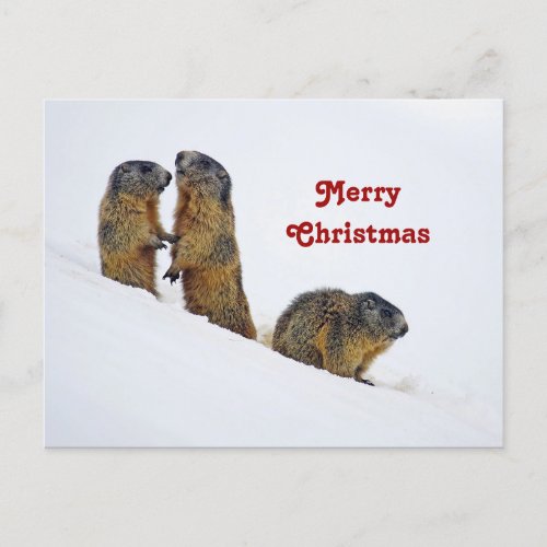 Wildlife Marmots Snow Photo Christmas Postcard