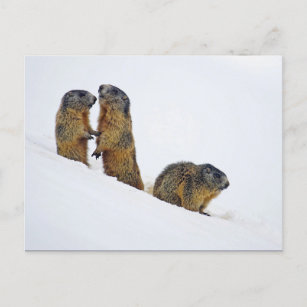 Wildlife Marmots Snow Photo Postcard