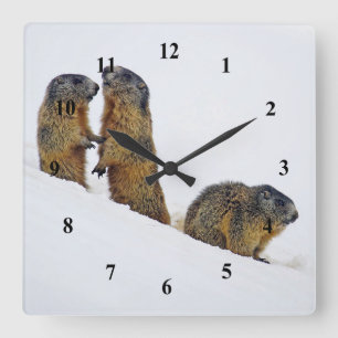 Wildlife Marmots Snow Photo Square Wall Clock