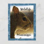 Wildlife Mississippi Gray Squirrel Postcard at Zazzle