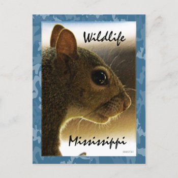 Wildlife Mississippi Gray Squirrel Postcard by DanceswithCats at Zazzle