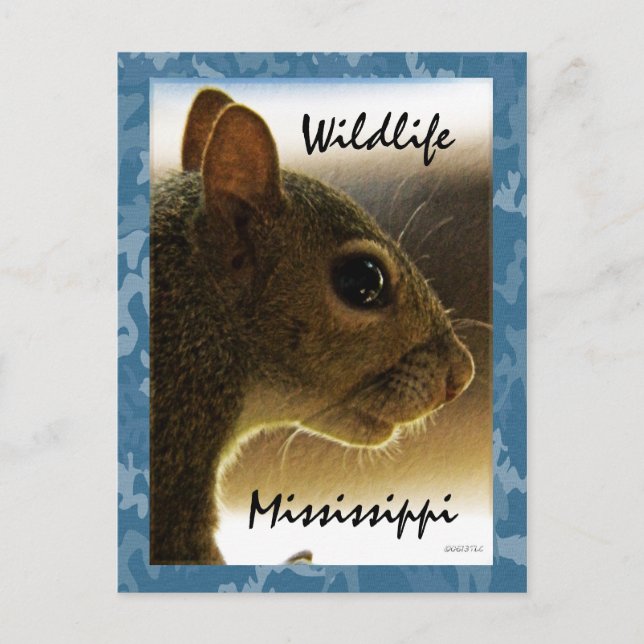 Wildlife Mississippi Gray Squirrel Postcard (Front)