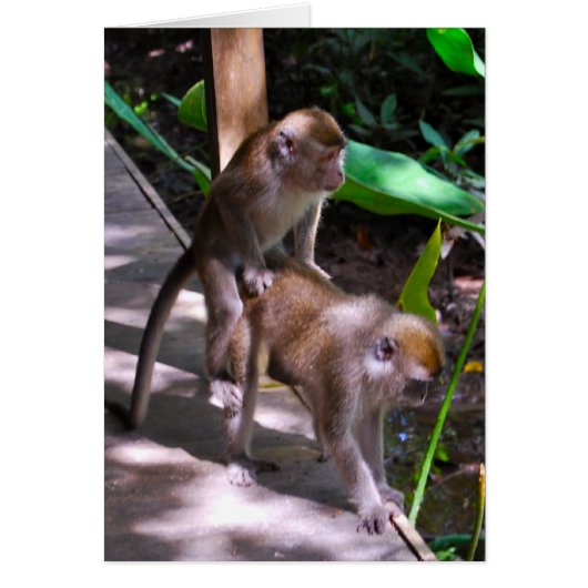 Wildlife Monkey Business Macaque style Cards (Front)