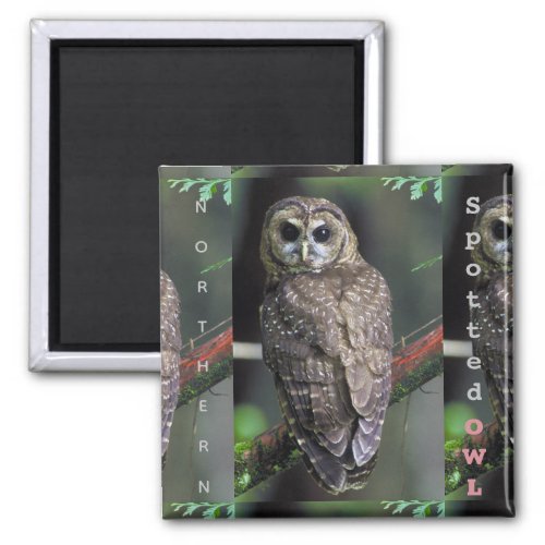 Wildlife Northern Spotted Owl  Magnet