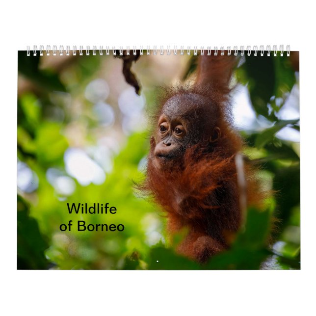 Wildlife of Borneo Calendar (Cover)