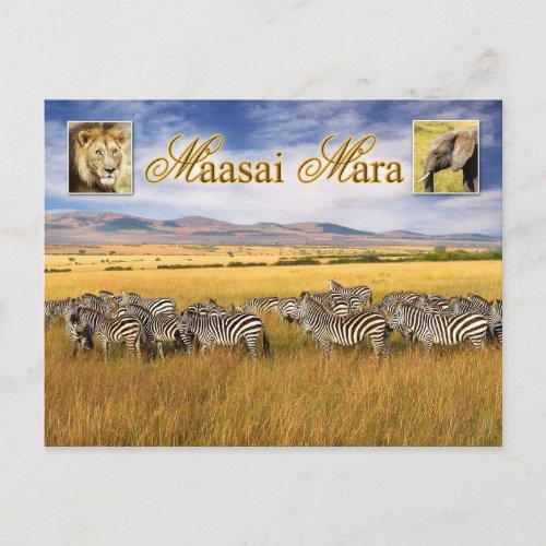 Wildlife of Maasai Mara in Kenya Postcard