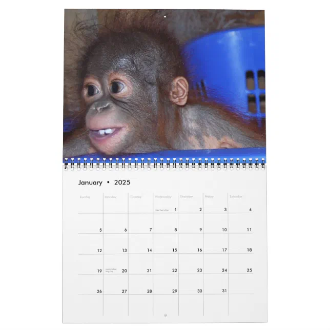 Wildlife Orangutan Babies Calendar Zazzle