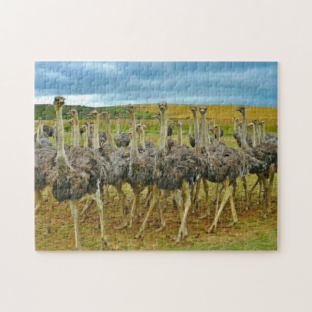 Wildlife Ostrich Flock Photo Jigsaw Puzzle (Horizontal)