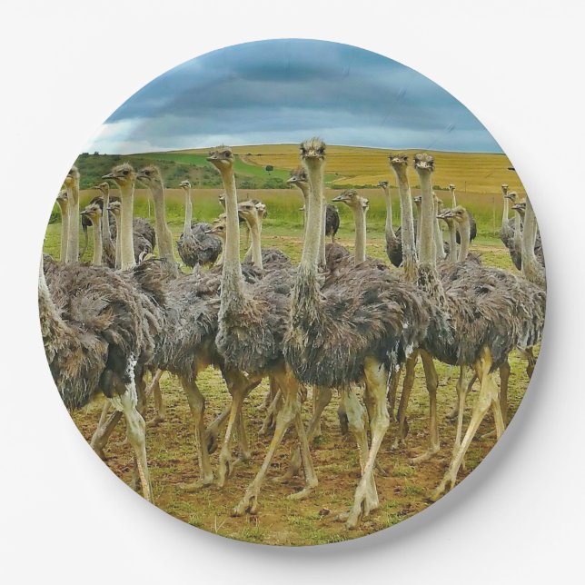 Wildlife Ostrich Flock Photo Paper Plates (Front)