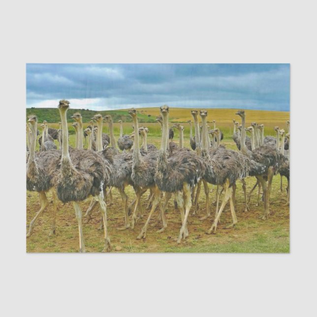Wildlife Ostrich Flock Photo Tissue Paper (Front)