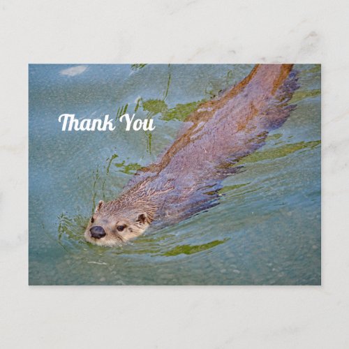 Wildlife Otter Swimming Photo Thank You Postcard