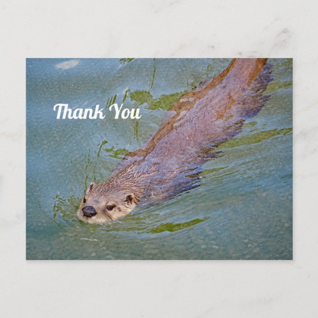 Wildlife Otter Swimming Photo Thank You Postcard (Front)