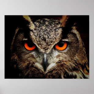 Wildlife Owl Poster