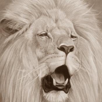 Wildlife Painting Of Lion Roaring Big Cats  Stone Coaster by artoriginals at Zazzle