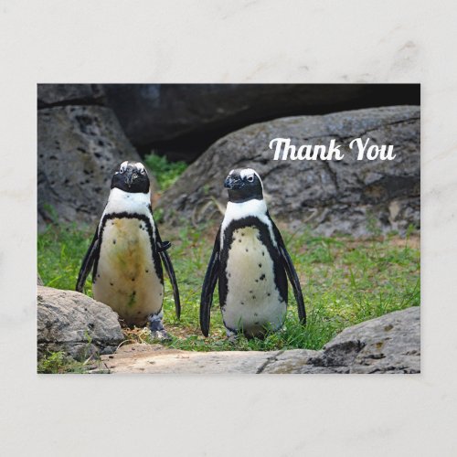 Wildlife Penguin Pair Photo Thank You Postcard
