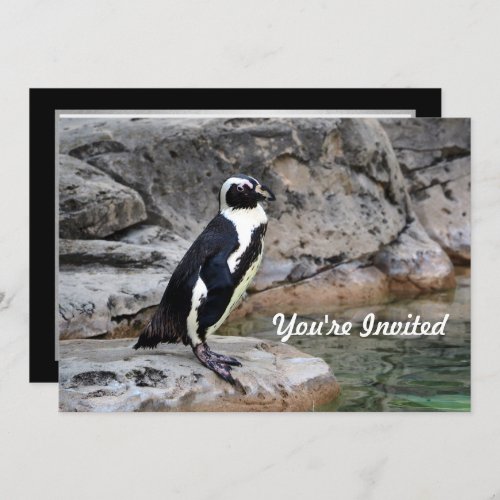 Wildlife Penguin Photo Birthday Invitation