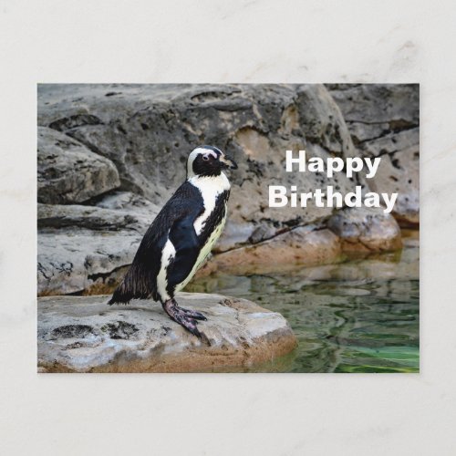 Wildlife Penguin Photo Birthday Postcard