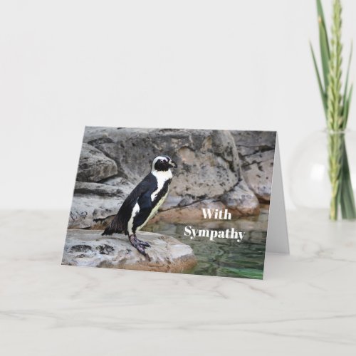 Wildlife Penguin Photo Sympathy Card