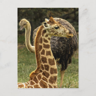 Wildlife Photo of Giraffe and Ostrich Postcard