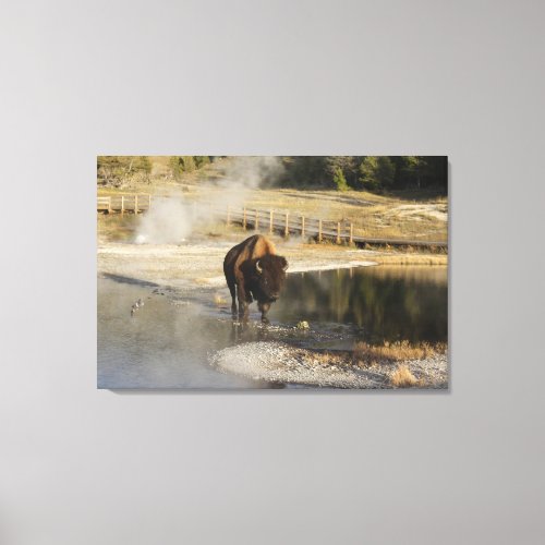 Wildlife Photography American Bison Yellowstone  Canvas Print