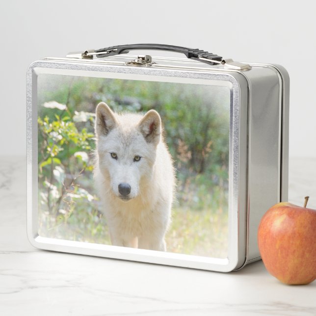 Wildlife Photography, Canadian Gray Wolf Metal Lunch Box (In Situ)
