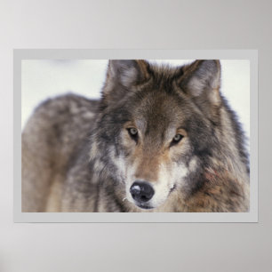 Wildlife Photography Gray Wolf Poster 18x24
