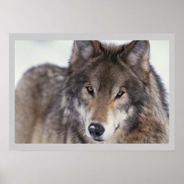 Wildlife Photography Gray Wolf Poster 18x24 (Front)