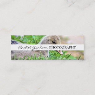 Wildlife - Photography Mini Business Card