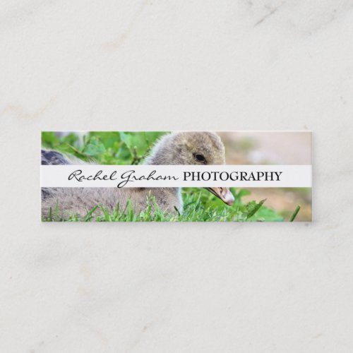Wildlife - Photography Business Cards