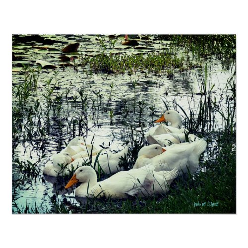 Wildlife Pond Ducks Animals  Poster