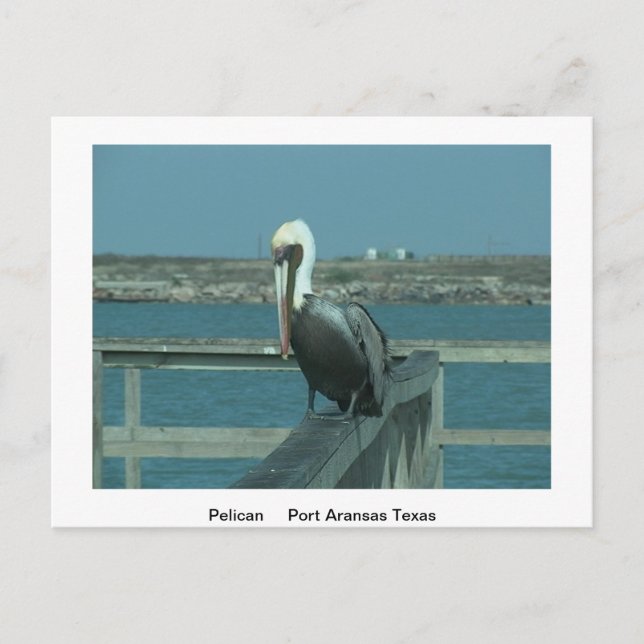 Wildlife Post Card (Front)