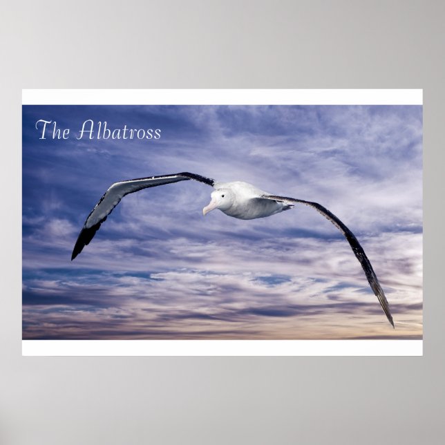 Wildlife Poster (Front)