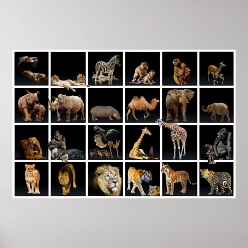 Wildlife Poster With Pictures Of Wild Animals