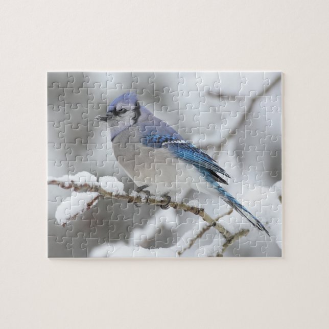 Wildlife Puzzle-Blue Jay Jigsaw Puzzle (Horizontal)