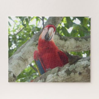 Wildlife Puzzle: Colorful Red Parrot Jigsaw Puzzle